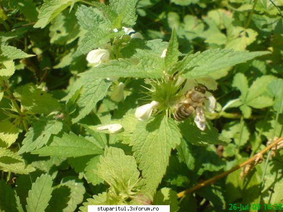 urzica moarta - mihaipop_55 - BAZA MELIFERA - PLANTE , ARBUSTI , ARBORI