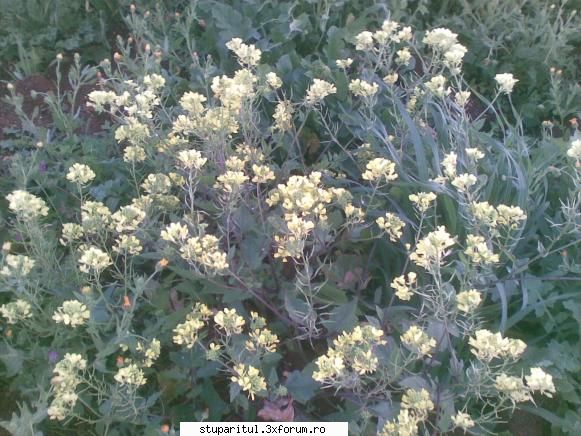 va salut si va admir - rapita inflorita in ibiza - INTRETINEREA ALBINELOR