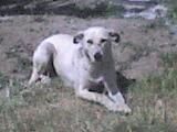 valter-sa cernut leatul s-a ramas umflatul - angajatul nr 3 (zuzi) - PAGINI PERSONALE ! CINE SUNT EU ?