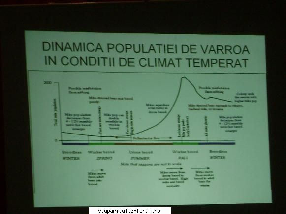 varroa - evolutia varroa - BOLI SI DAUNATORI - TRATAMENTE