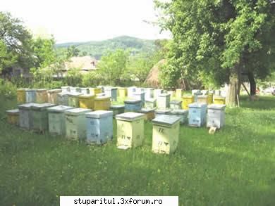viespi - Nu conteaza daca stiu sau nu,daca ai inceput sa - DISCUTII APICOLE DIVERSE