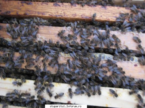 vitamine in hraniri de stimulare - Ca sa revenim la subiect iti propun urmatoarea - HRANIREA ARTIFICIALA