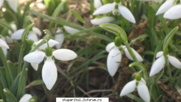 zbor de curatire 2011 - Natuta VIE cu ghiocei si albine - INTRETINEREA ALBINELOR