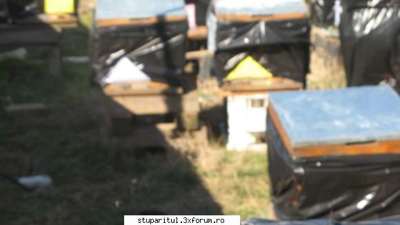 zbor de curatire 2011 - Ziua asta am TRAIT-0 - INTRETINEREA ALBINELOR